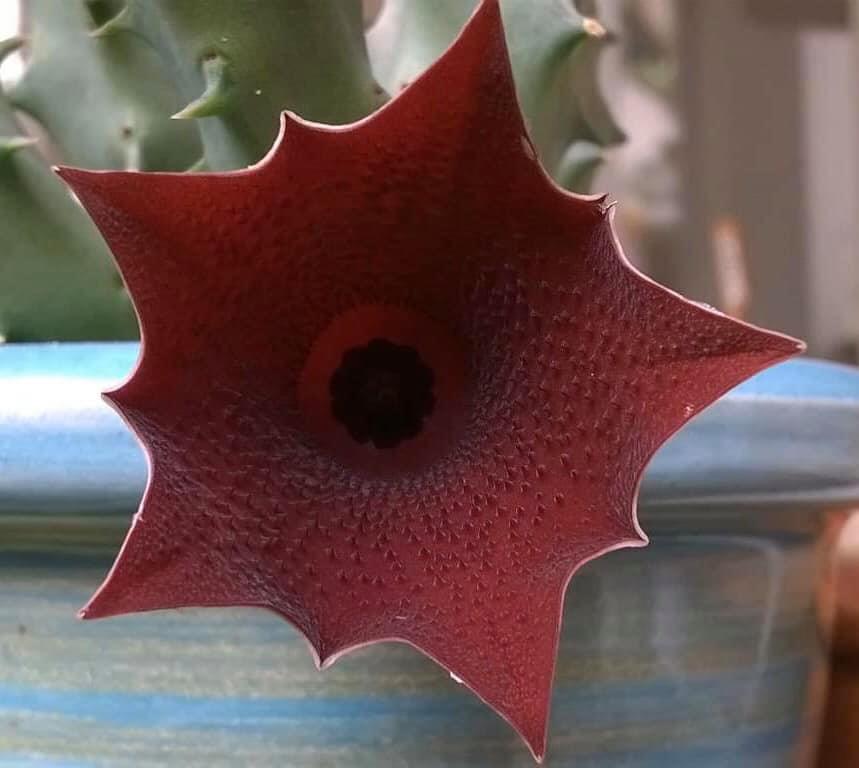Huernia keniensis
