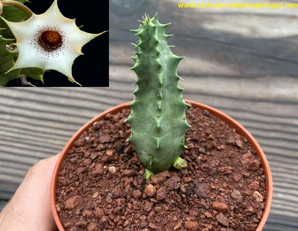 Huernia quinta v. blyderiverensis