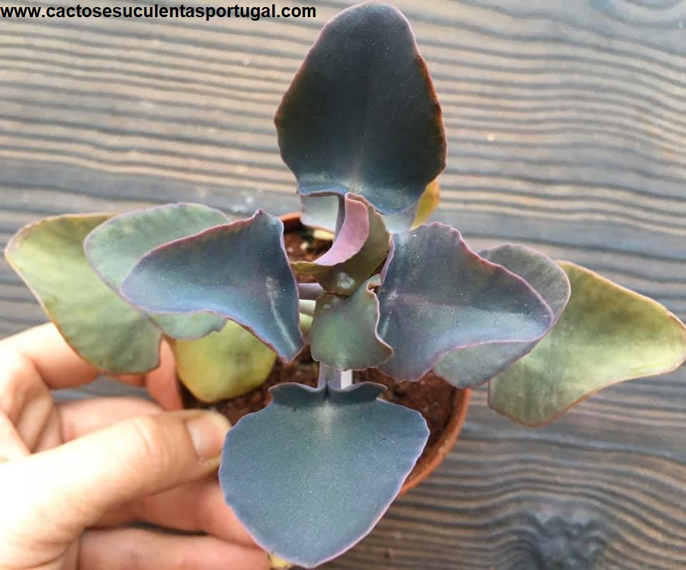 Kalanchoe Nyikae
