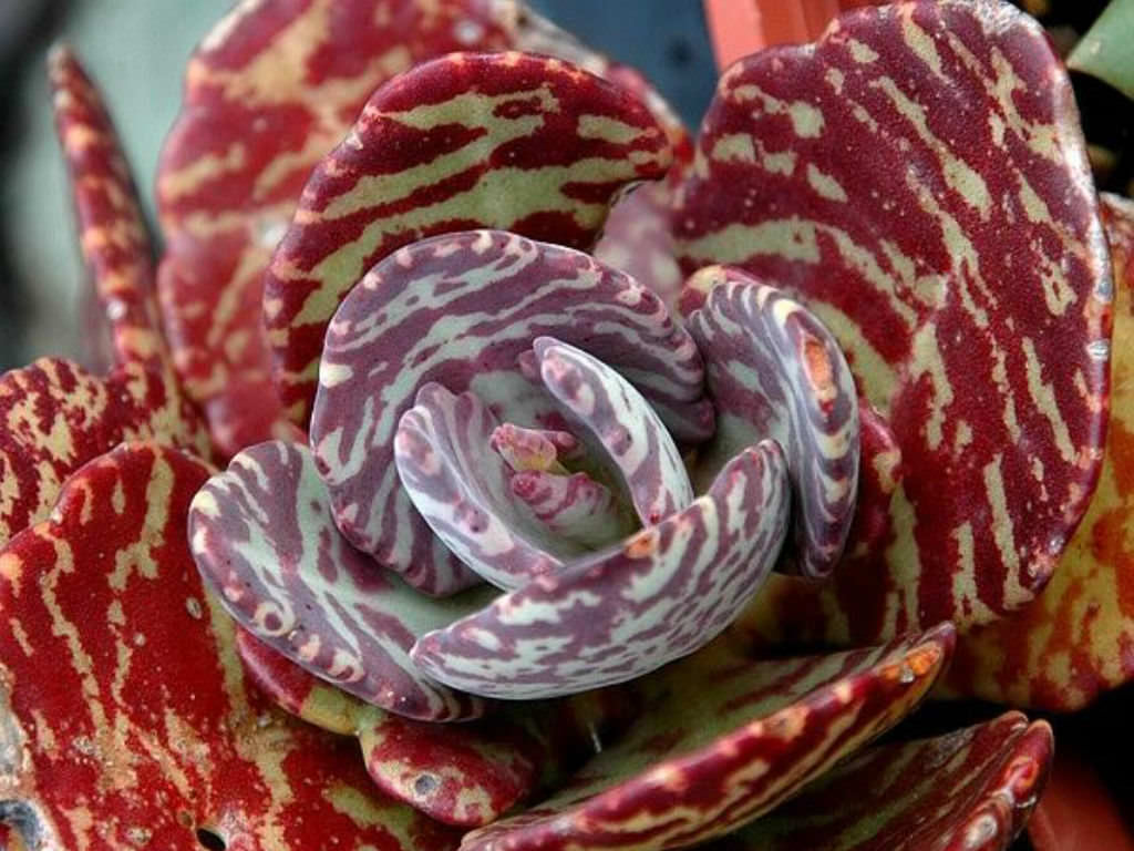 Kalanchoe Humilis 'Perdiz'