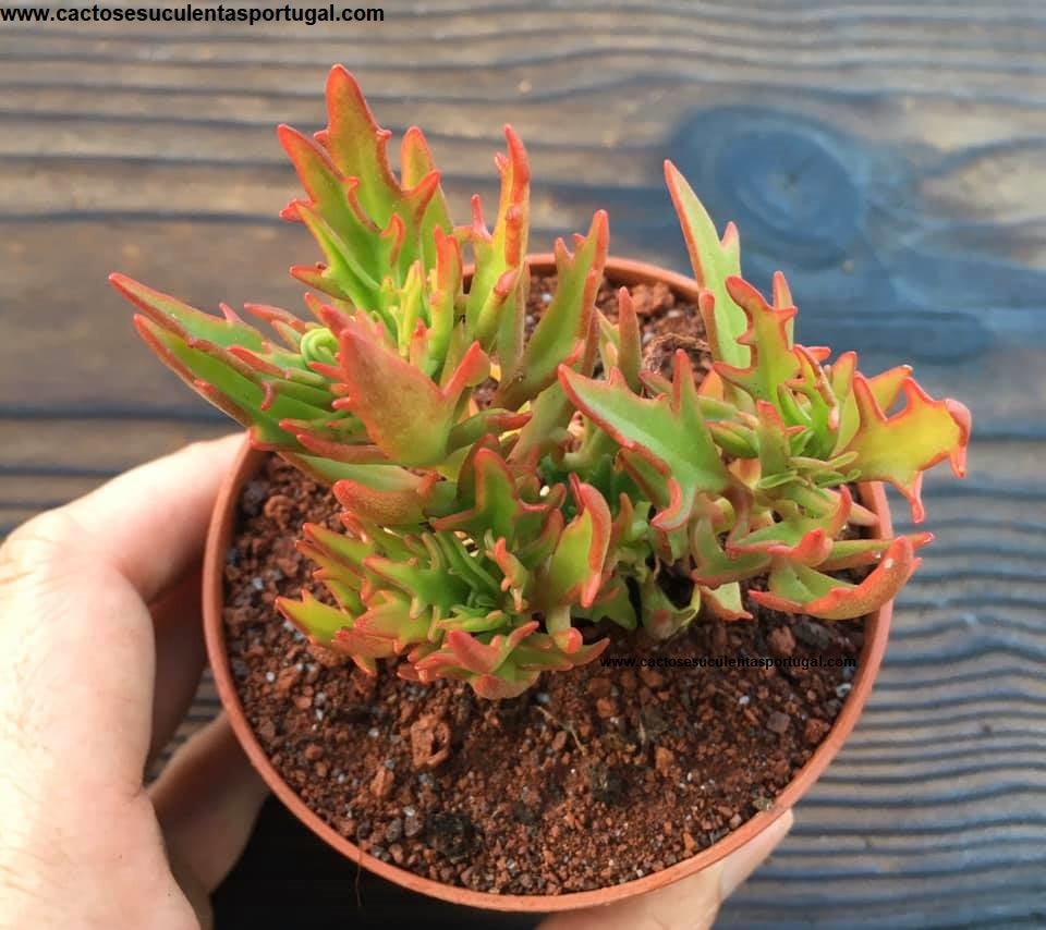 Kalanchoe 'Synsepala Medusa' Firecracker