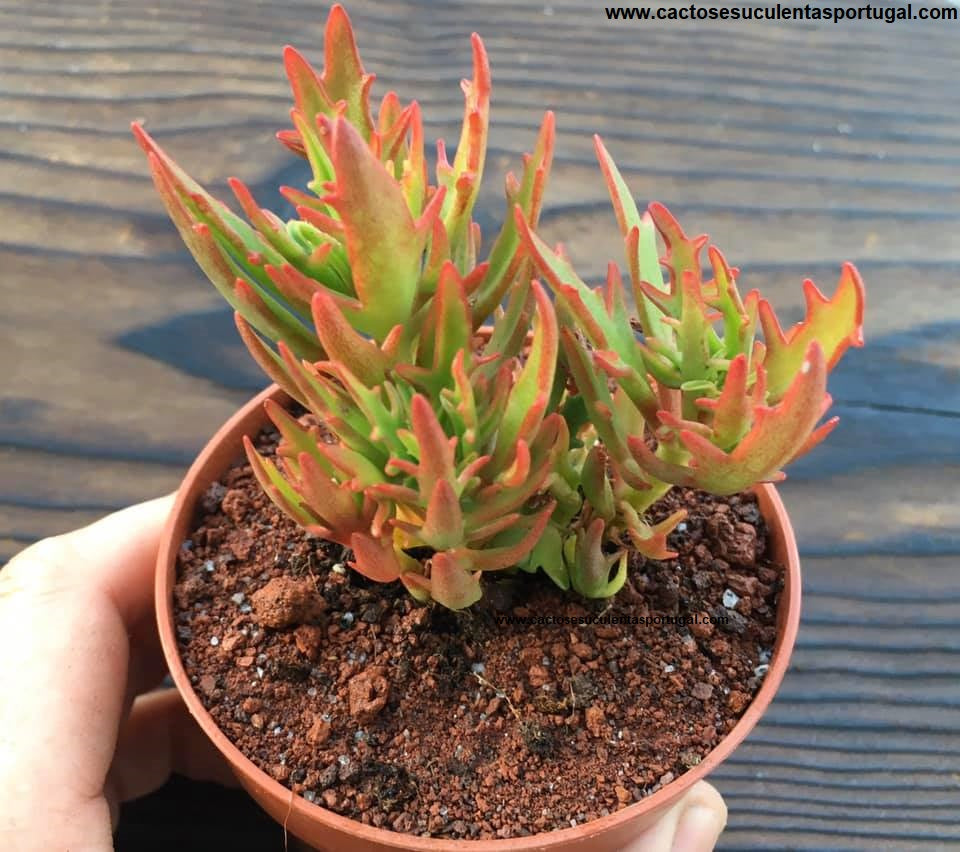 Kalanchoe 'Synsepala Medusa' Firecracker