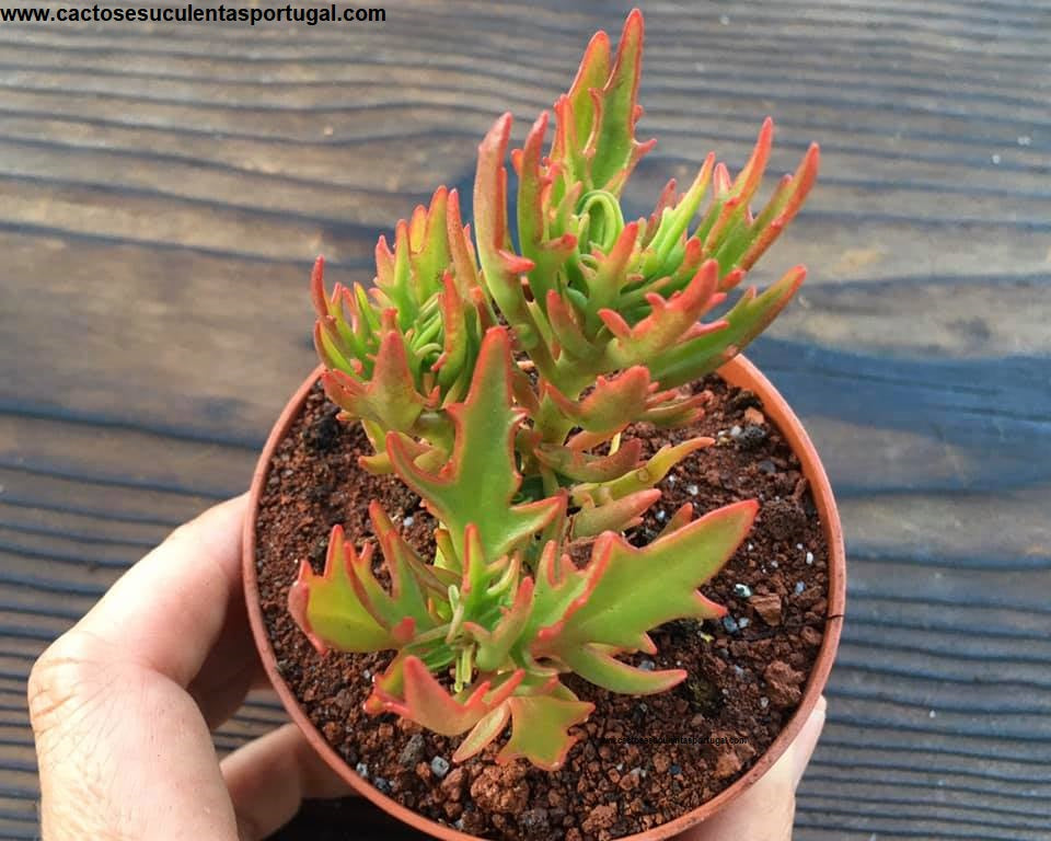 Kalanchoe 'Synsepala Medusa' Firecracker