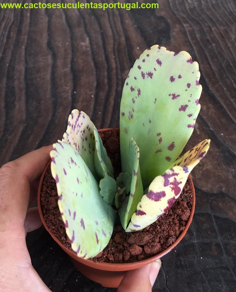 Kalanchoe marmorata