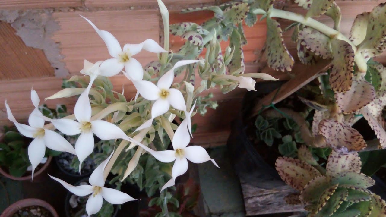 Kalanchoe marmorata