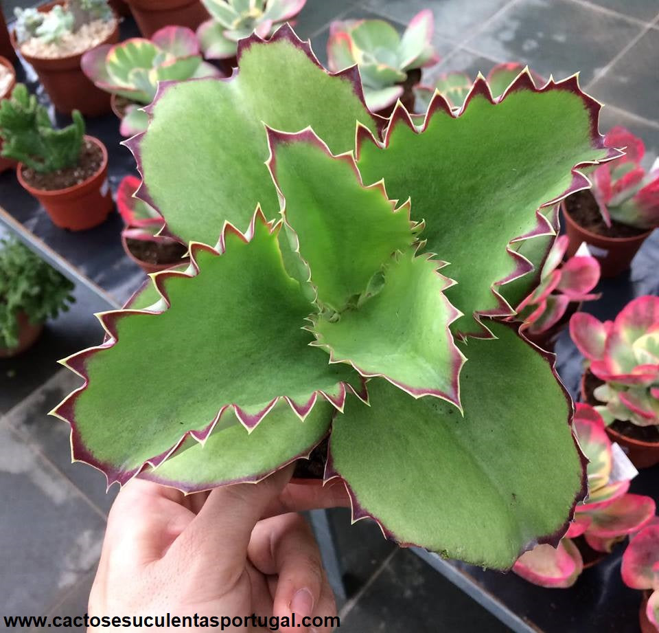 Kalanchoe synsepala