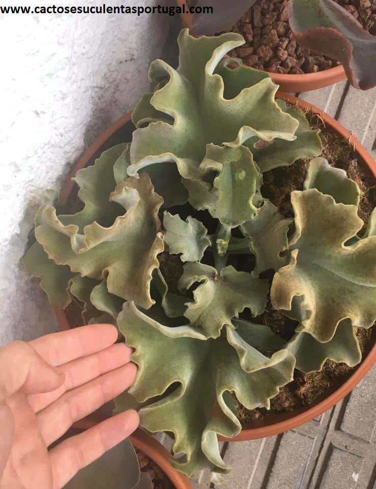 Kalanchoe beharensis 'Brown Dwarf'