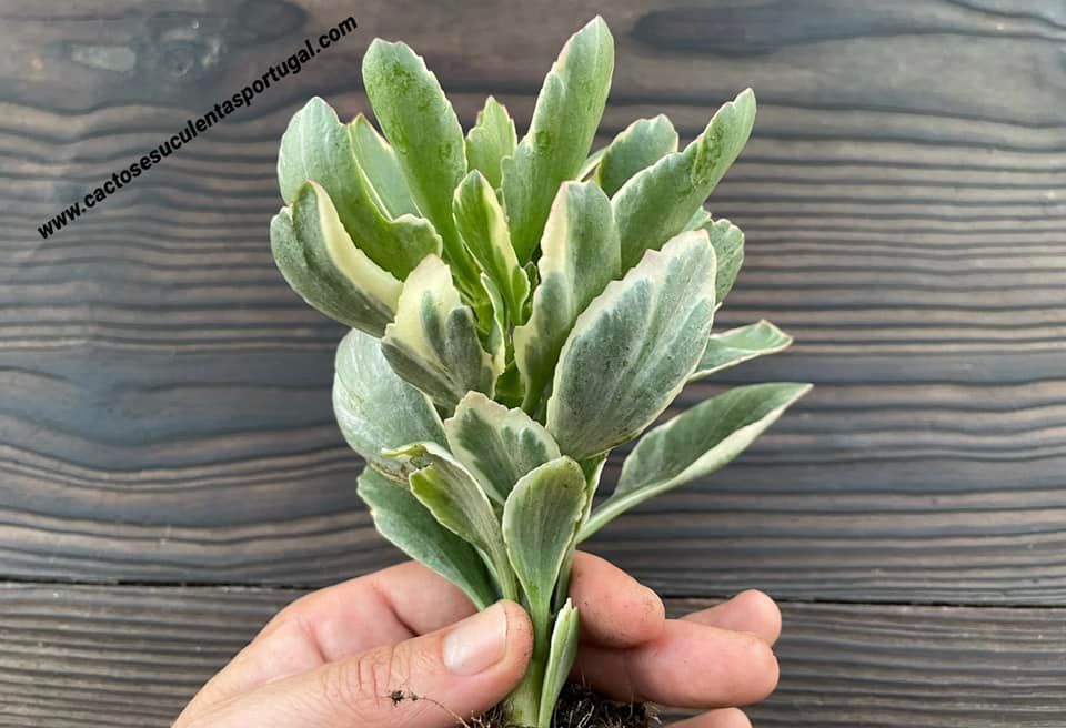 Kalanchoe blossfeldiana 'Aurora'