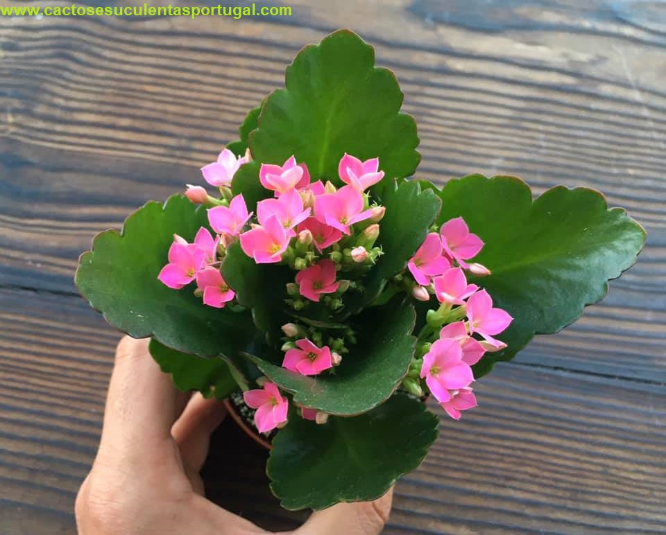 Kalanchoe blossfeldiana rosa - Flor da fortuna
