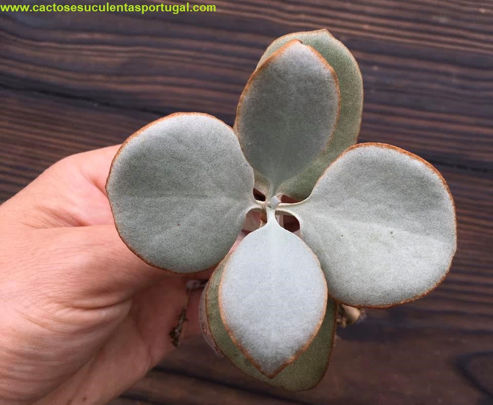 Kalanchoe bracteata, "Colher de Prata"- Silver Teaspoons