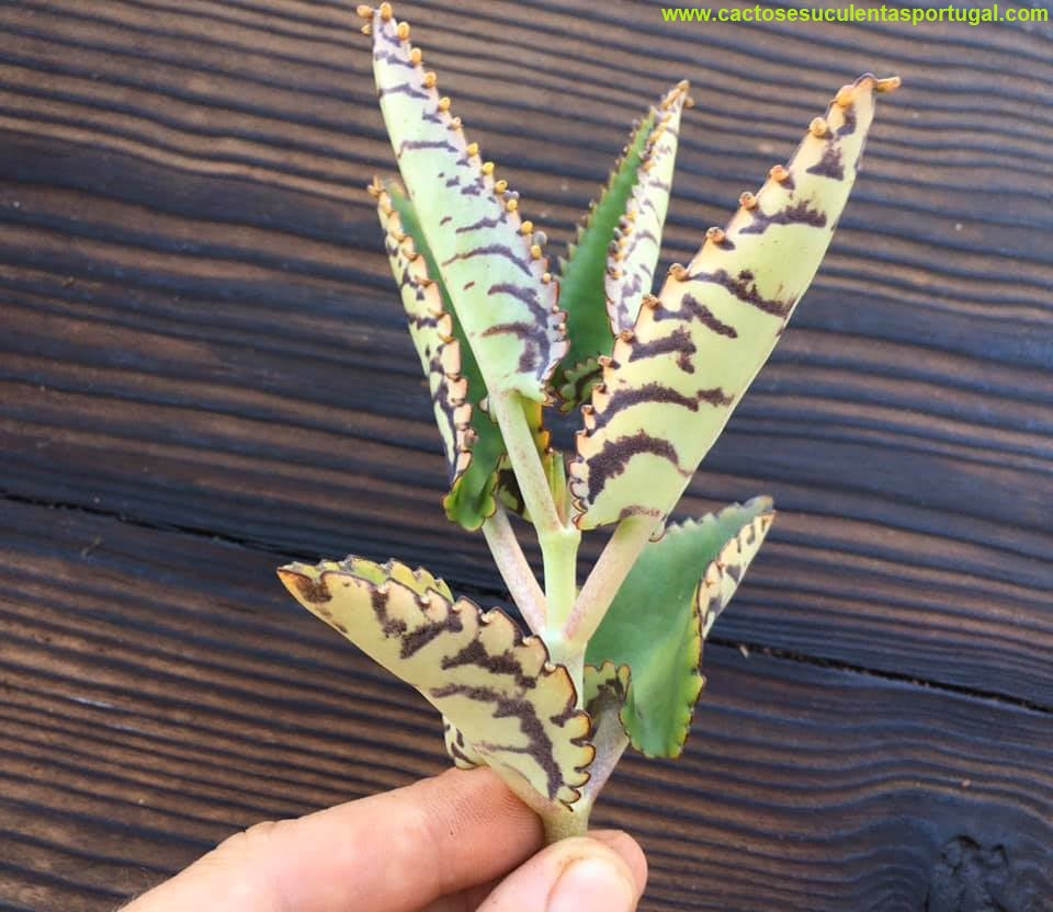 Kalanchoe crenato daigremontiana