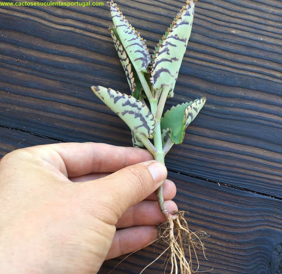 Kalanchoe crenato daigremontiana