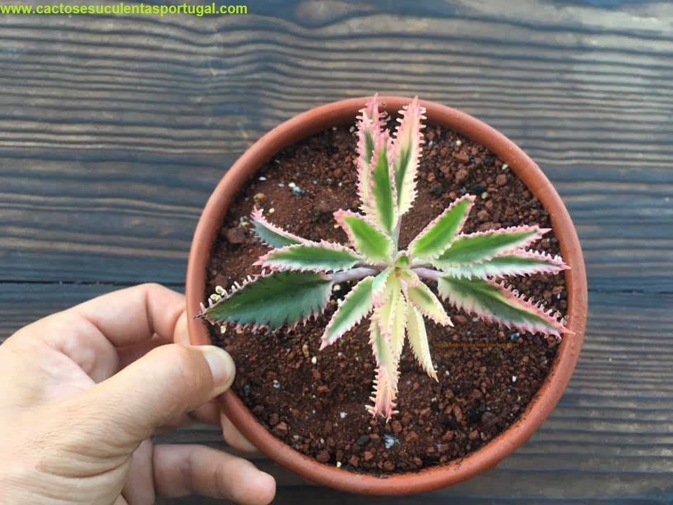 Kalanchoe daigremontiana "Pink butterfly variegata"