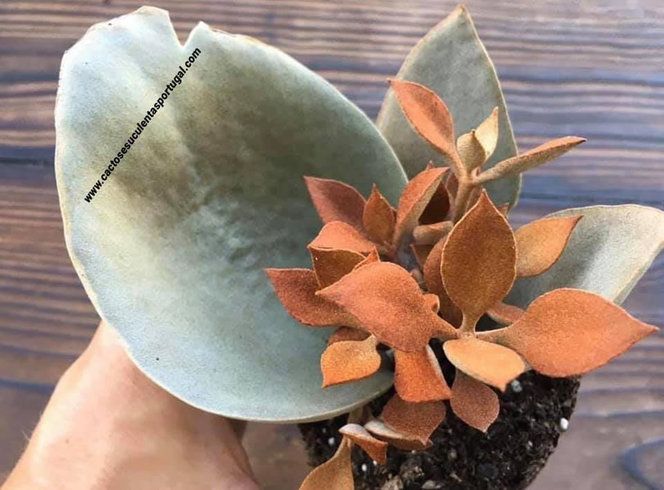 Kalanchoe orgyalis