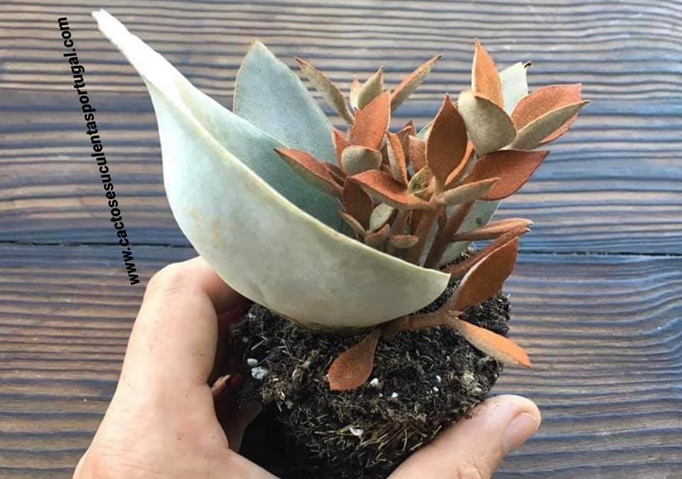 Kalanchoe orgyalis