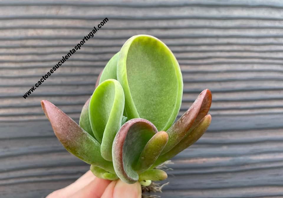 Kalanchoe thyrsiflora monstruosa