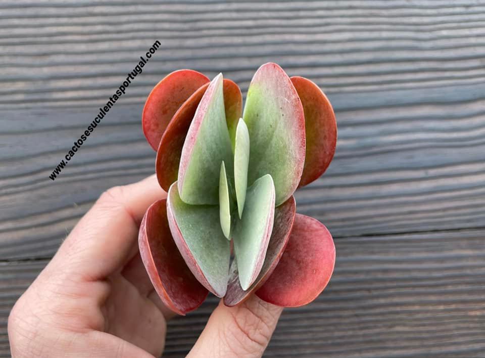Kalanchoe thyrsiflora