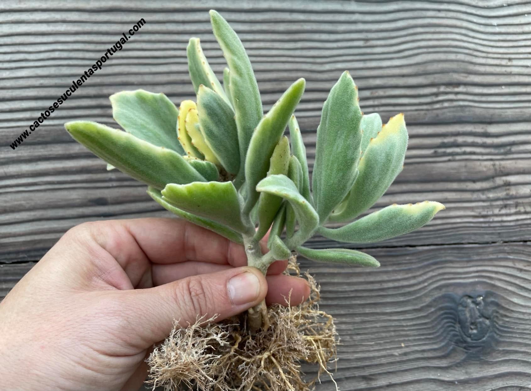 Kalanchoe tomentosa x K. dinklagei form. variegada