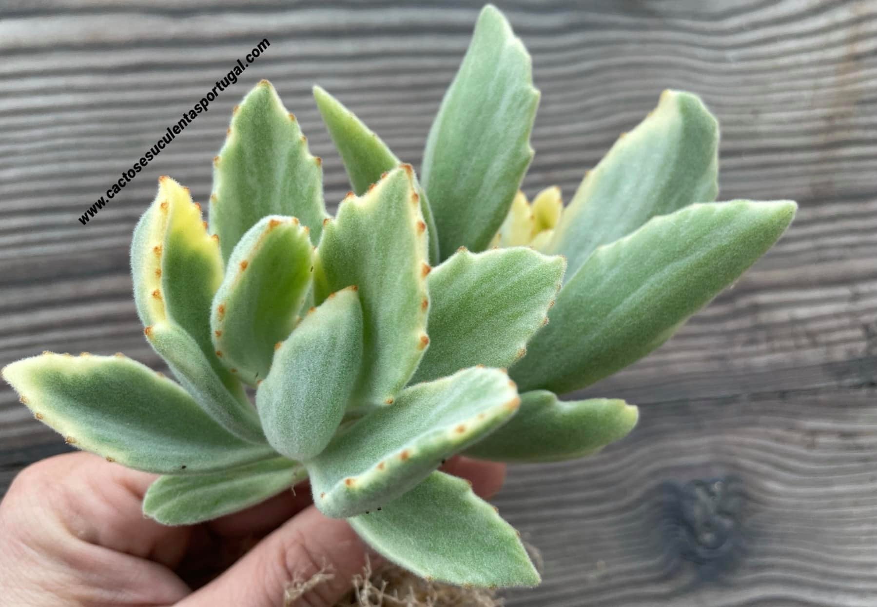 Kalanchoe tomentosa x K. dinklagei form. variegada