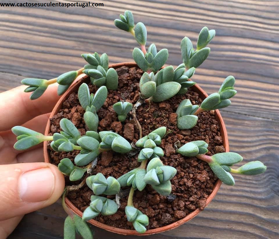 Lampranthus Maximiliani