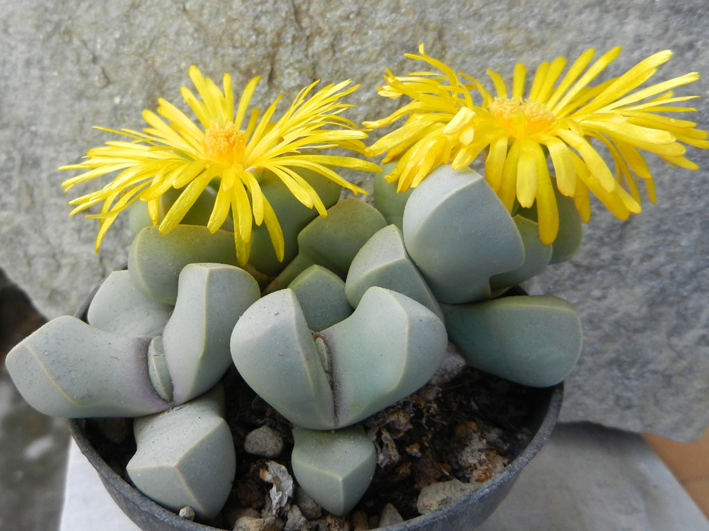 Lapidaria margaretae