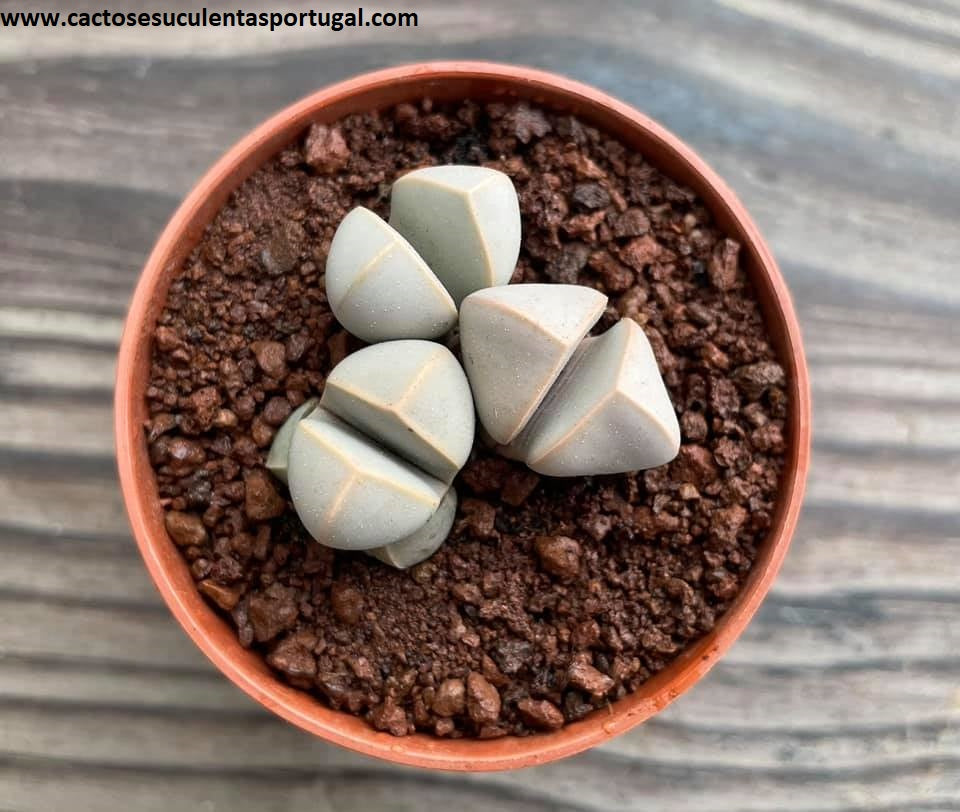 Lapidaria margaretae