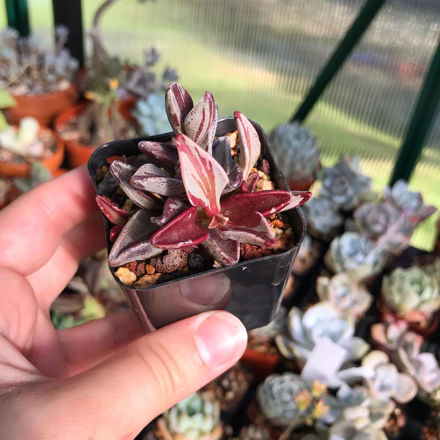 Lenophyllum guttatum variegata