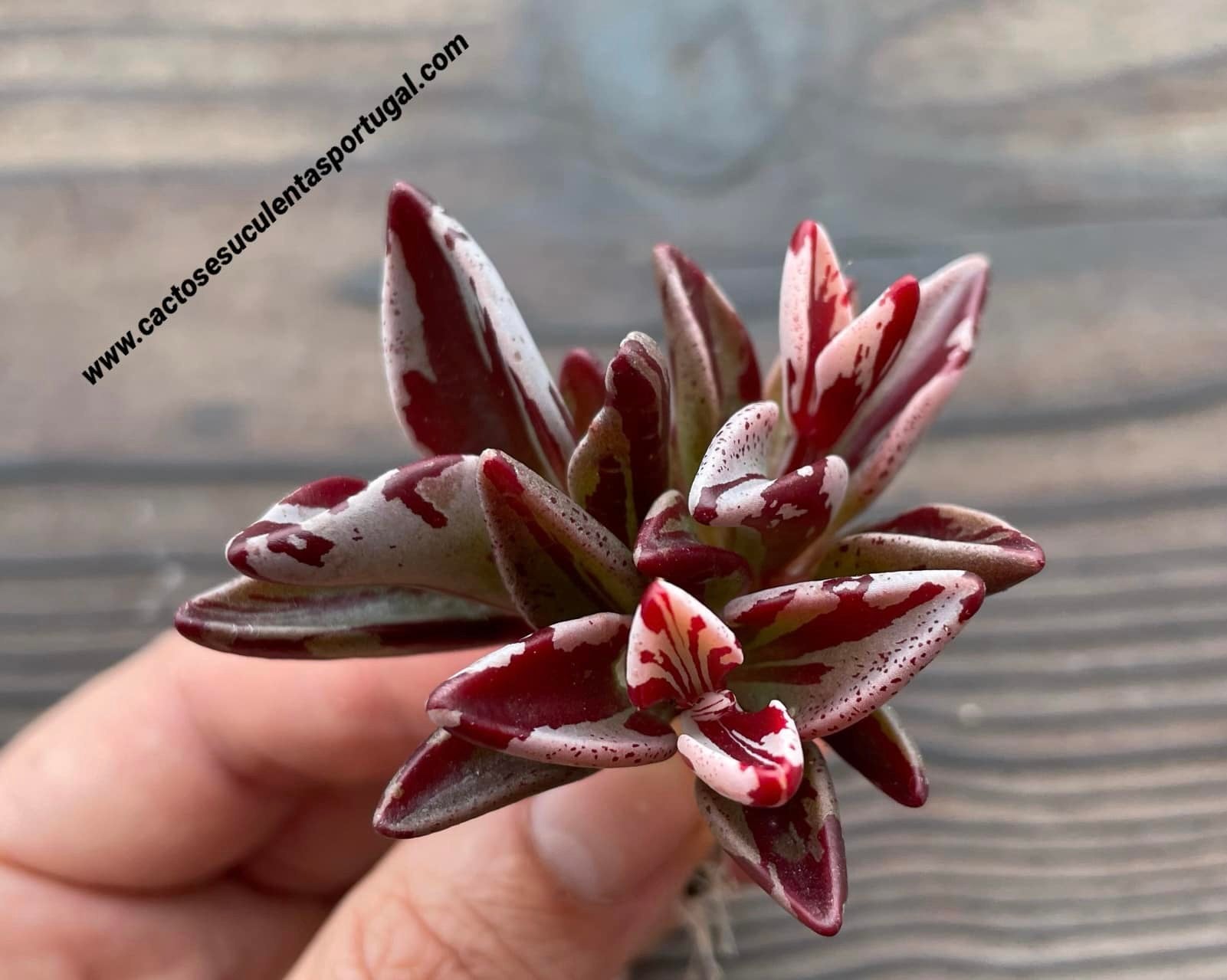 lenophyllum guttatum variegata Lenophyllum guttatum variegata
