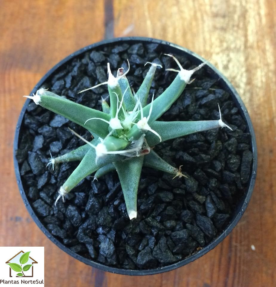 Leuchtenbergia Principis
