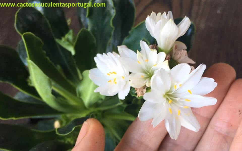 Lewisia Cotyledon branca