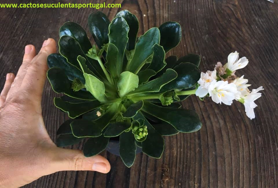 Lewisia Cotyledon branca