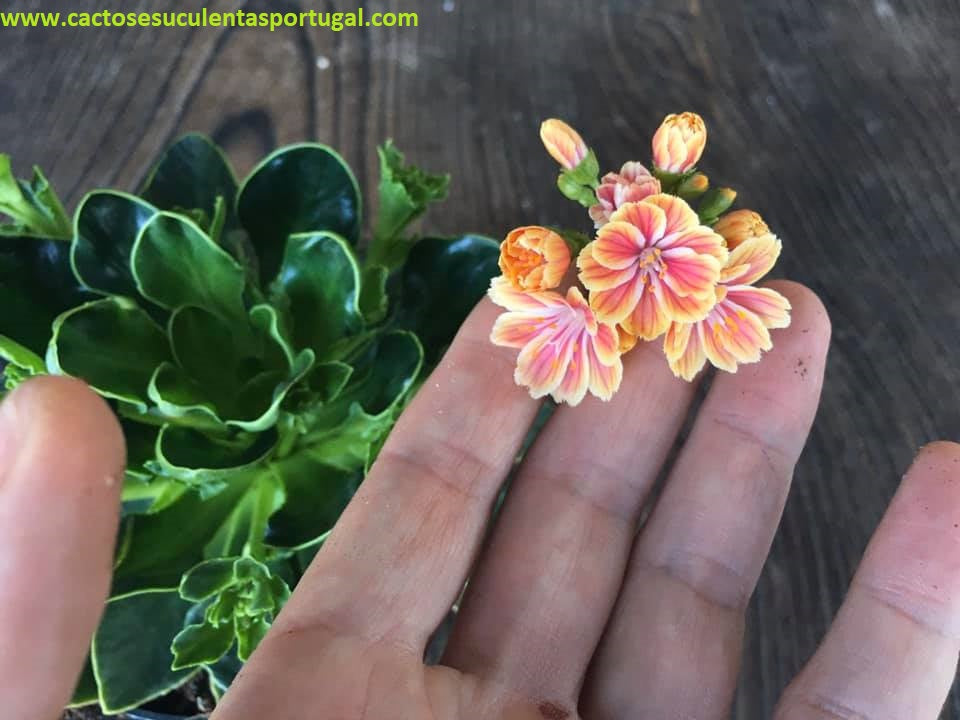 Lewisia Cotyledon laranja/branco