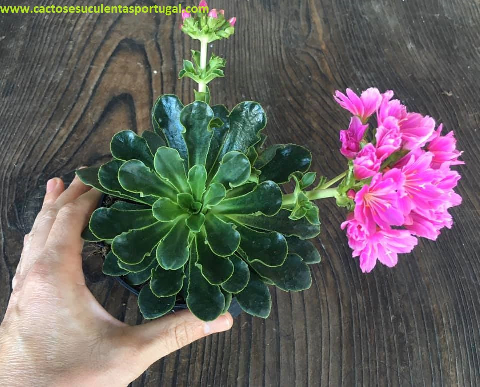 Lewisia Cotyledon rosa