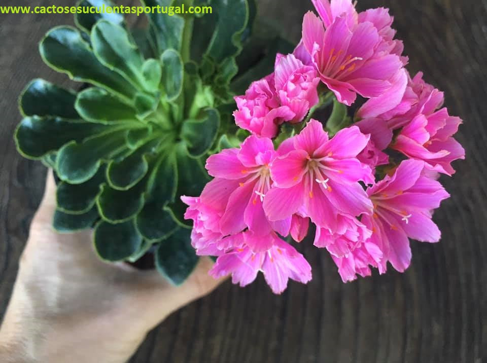 Lewisia Cotyledon rosa