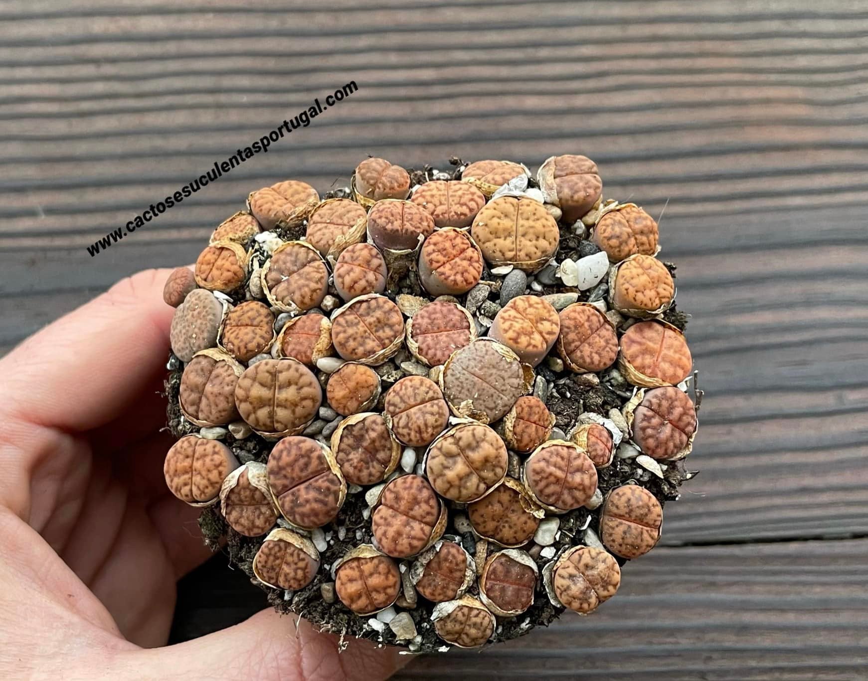 Pote Tartaruga de Cerâmica + Lithops bromfieldii