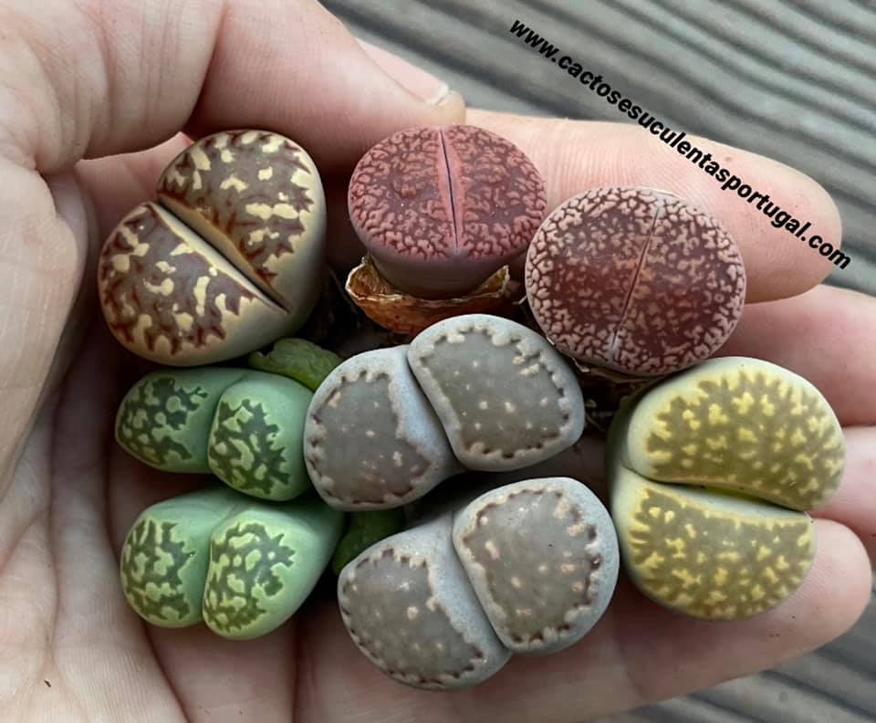 #Lithops raros