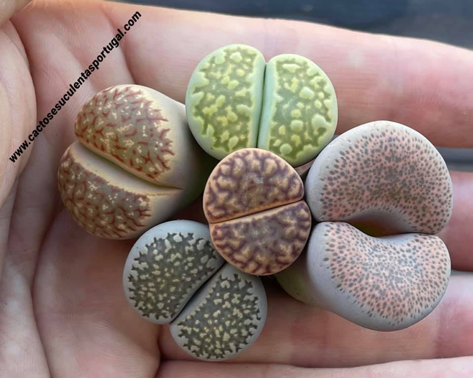 Venda de Suculentas Selecção, 5 Lithops 04.06.2021