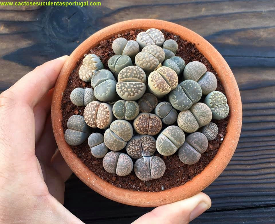 Lithops diversas espécies em taça de argila 11cm de Ø