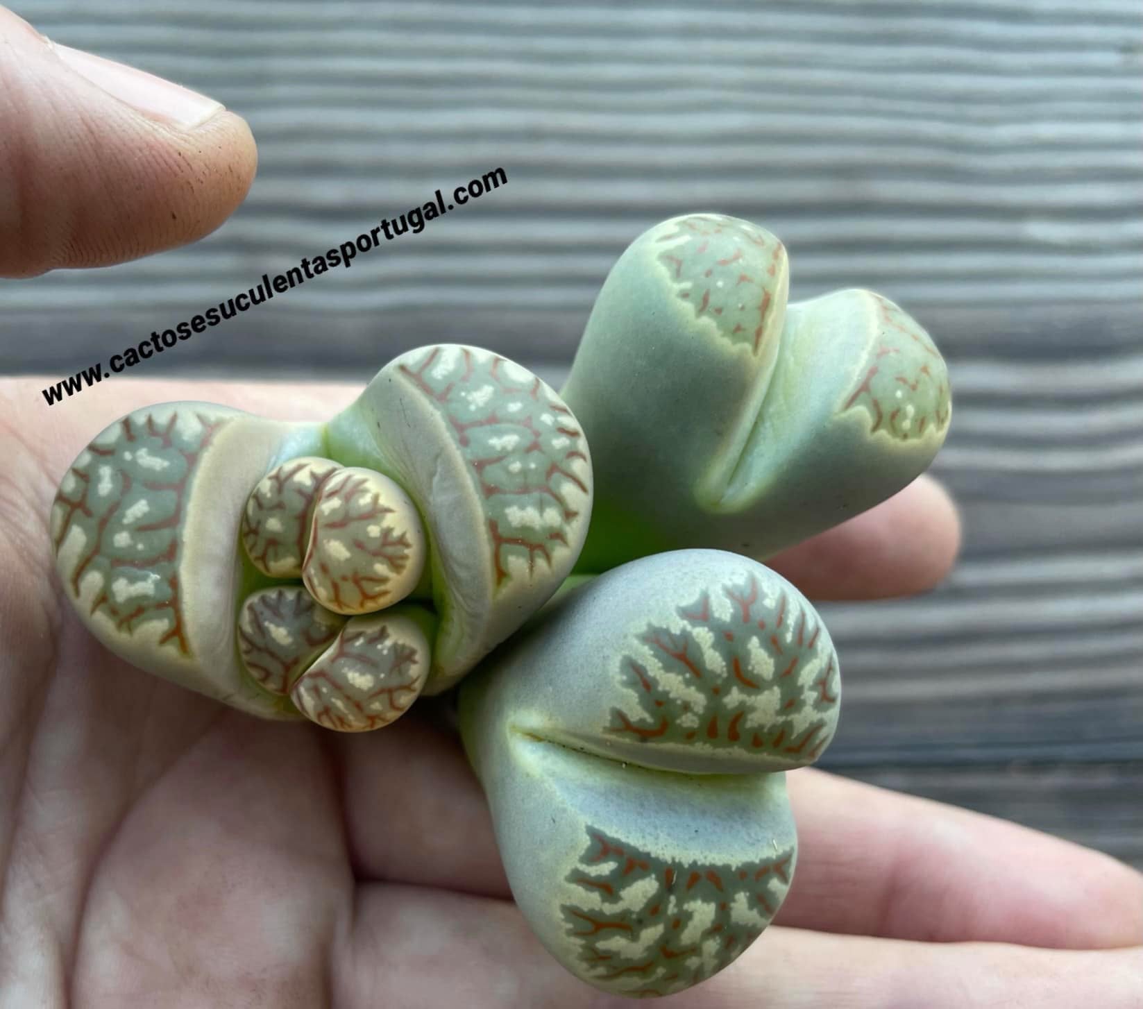 Lithops dorotheae