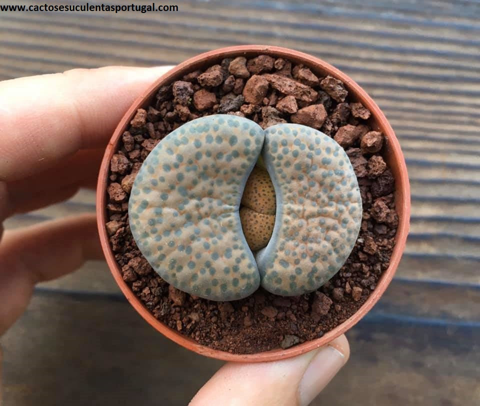 Lithops fulviceps v. fulviceps
