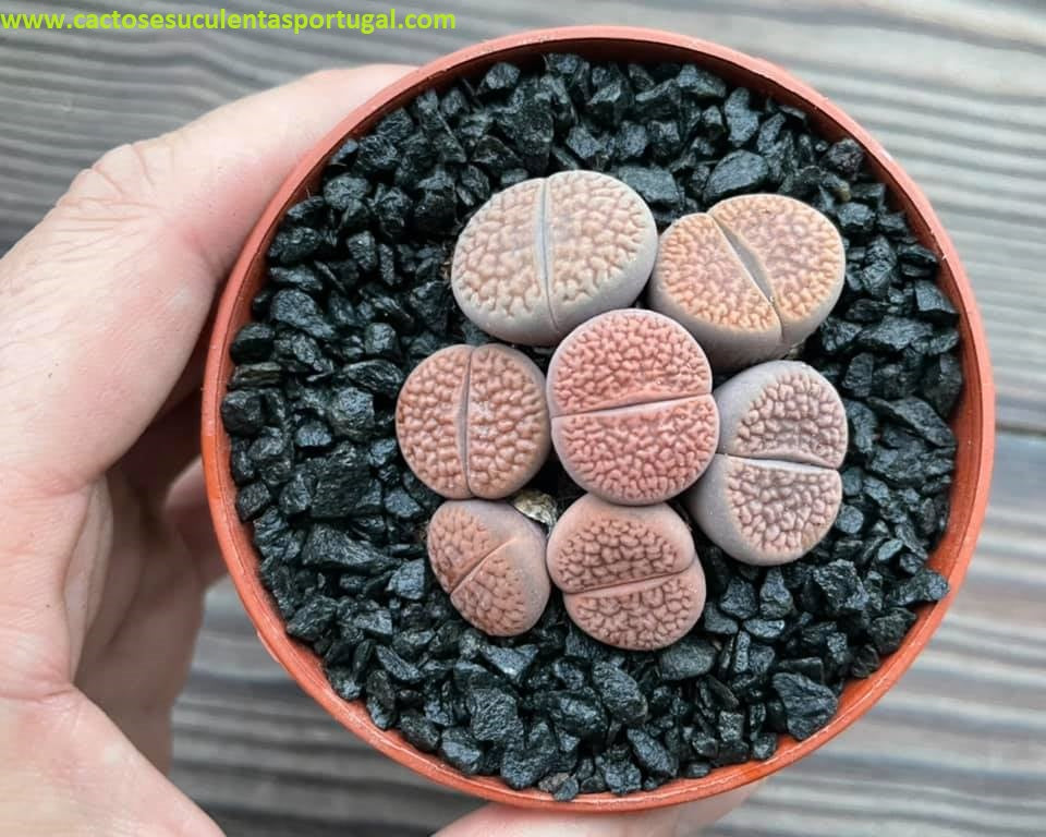 Lithops hookeri var. marginata