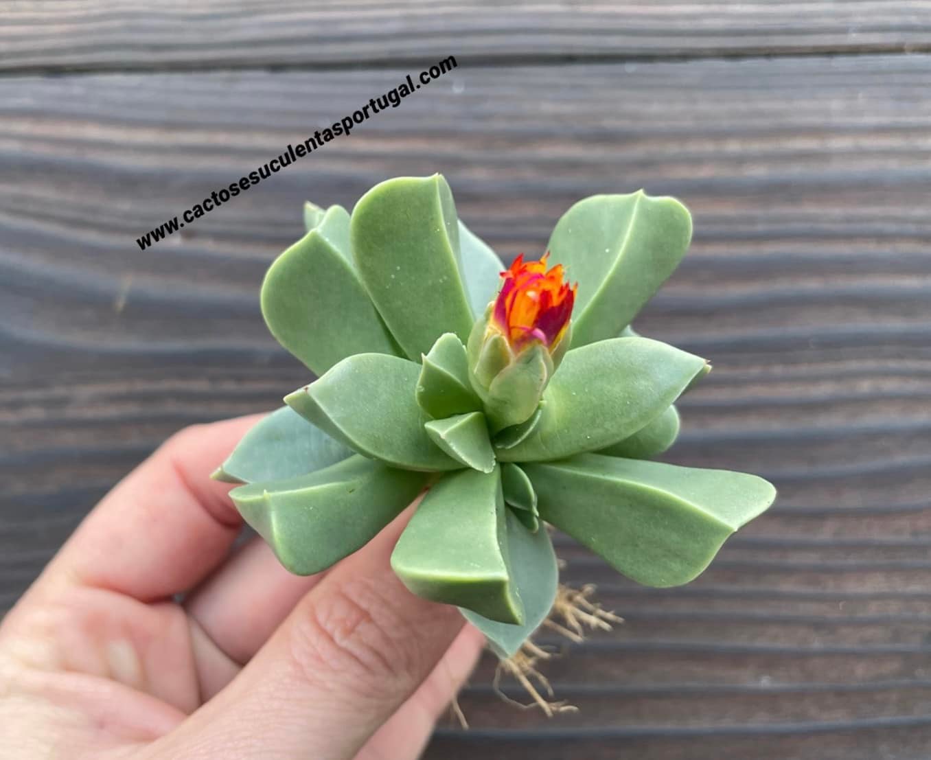 Machairophyllum Brevifolium