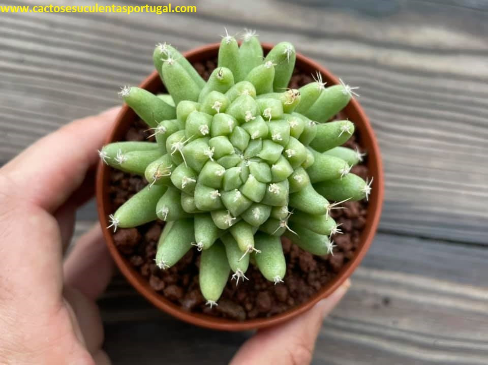 Dolichothele longimamma f. mostruosa