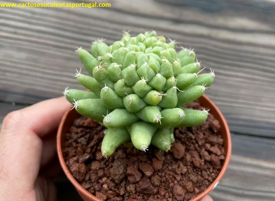 Dolichothele longimamma f. mostruosa