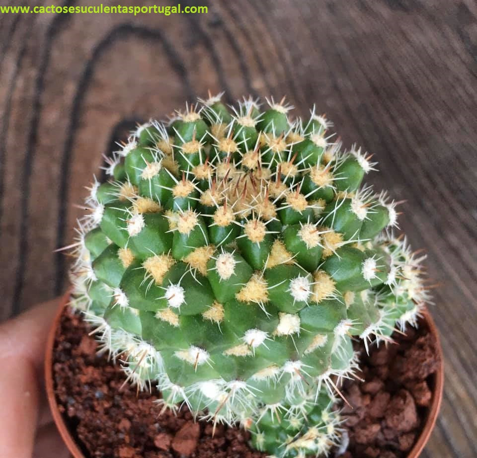 Mammillaria Voburnensis ssp. Eichlamii