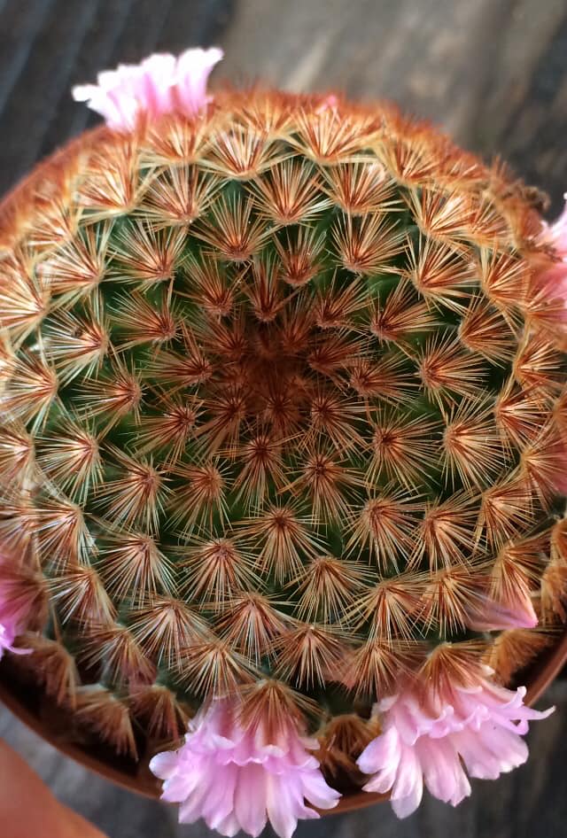 Mammillaria carmenae rubra