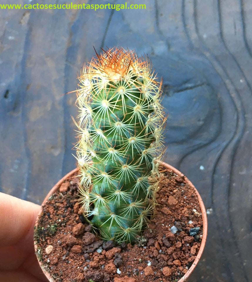 Mammillaria Elongata "Dedo de Dama"