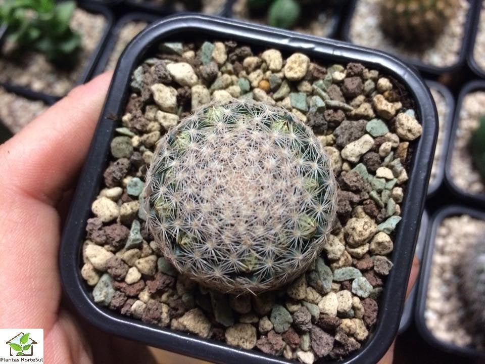 Mammillaria lenta
