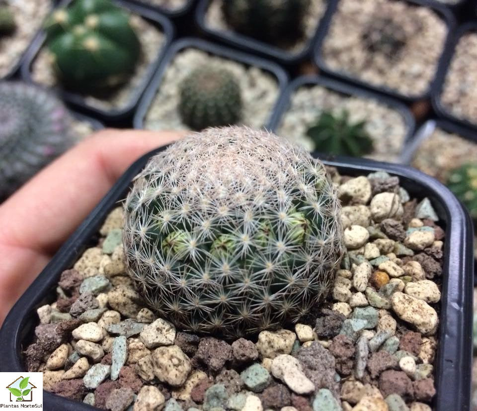 Mammillaria lenta