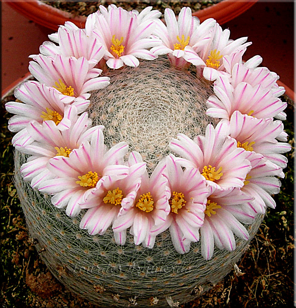 Mammillaria lenta
